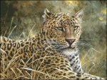 (image for) Leopard Portrait